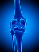 Knee ligaments, illustration