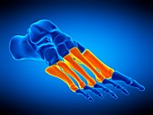 Foot bones, illustration