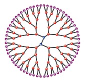 Dendrimer, illustration of the molecular