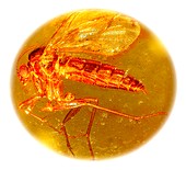 Fungus gnat in amber, macrophotograph