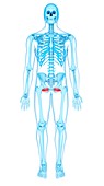 Pelvis muscles, illustration