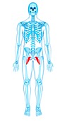 Pelvis muscles, illustration