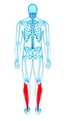 Leg muscles, illustration