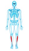 Leg muscles, illustration