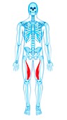 Thigh muscles, illustration