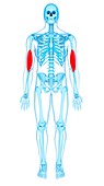 Arm muscles, illustration