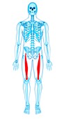 Thigh muscles, illustration