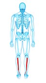 Leg muscles, illustration