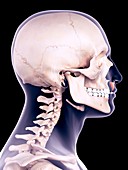 Facial muscle, illustration