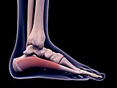 Foot muscle, illustration