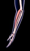 Arm muscle, illustration