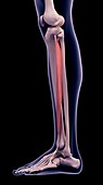 Leg muscle, illustration