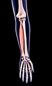 Arm muscle, illustration