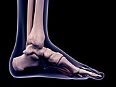 Foot muscle, illustration