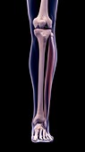 Leg muscle, illustration