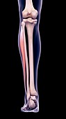 Leg muscle, illustration