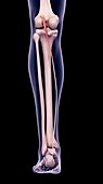 Leg muscle, illustration