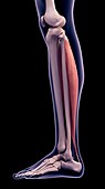 Leg muscle, illustration