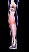 Leg muscle, illustration