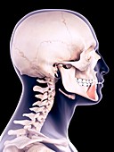 Facial muscle, illustration