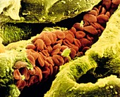 False-col SEM of blood cells in a blood capillary