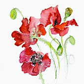 Mohnblume (Papaver Rhoeas)