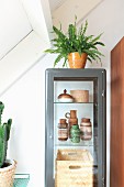 Fern on top of display cabinet with collection of old vases from the 50s