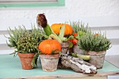 Herbstliches Pflanzenarrangement mit weißem Heidekraut, orangefarbenen Kürbissen, Maiskolben und Baumrinde auf Vintage Holztisch