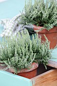 White heather arranged in vintage wooden drawers