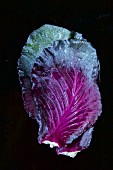 Purple cabbage with droplets of water