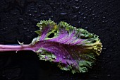 Mexican Kale on a black