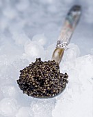 Black caviar on a mother-of-pearl spoon