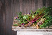 Assortment of fresh herbs mint, oregano, thym, blooming sage and young vegetables beetroot and carrot