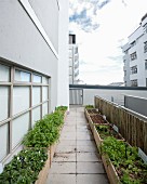 Urban Gardening: verschiedene Genüsepflanzen in Holzkisten auf Terrasse