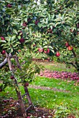 A View of Apple Trees in an Apple Orchard