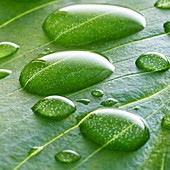 Water lily leaf with water droplets