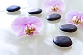 Therapeutic stones and orchids