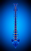 Human spine, illustration