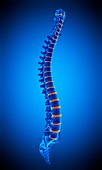 Human spine, illustration