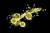 Destruction of Candida fungi by nanoparticles, illustration