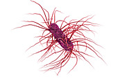 Escherichia coli bacteria, illustration