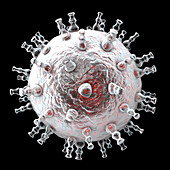 Kaposi's sarcoma virus, illustration