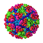 Mayaro virus, illustration