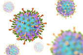 Mumps virus, illustration