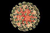 Human parainfluenza virus, illustration