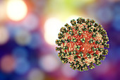 Human parainfluenza virus, illustration