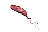 Cholera bacterium, illustration