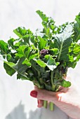 Purple sprouting brocolli held over marble background
