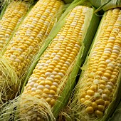 Ears of BiColor sweet corn