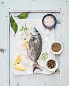 Fresh uncooked sea bream fish with lemon, herbs, ice and spices on rustic blue wooden board backdrop